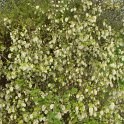Ribes sanguineum 'Ice Circle' P20
